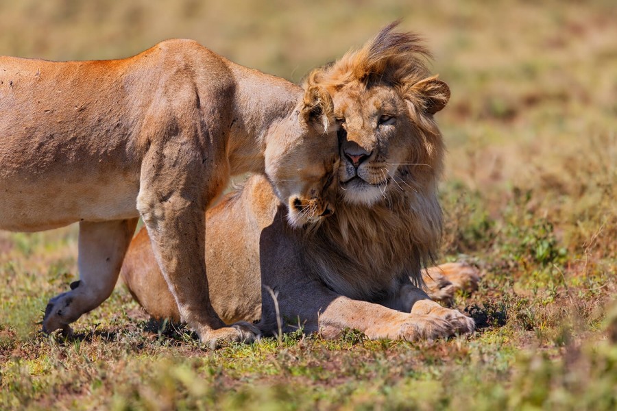 2 days Safari Lake Manyara and Ngorongoro Cretor_image