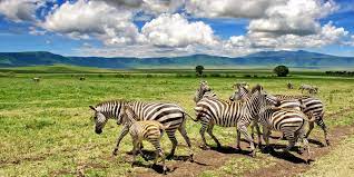 4 Days Tanzania Safari to Lake Manyara, Serengeti and Ngorongoro Crater_image