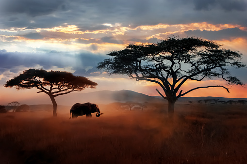 6 Days Tanzania Wildebeest Migration Safari to Tarangire, Serengeti and Ngorongoro Crater_image